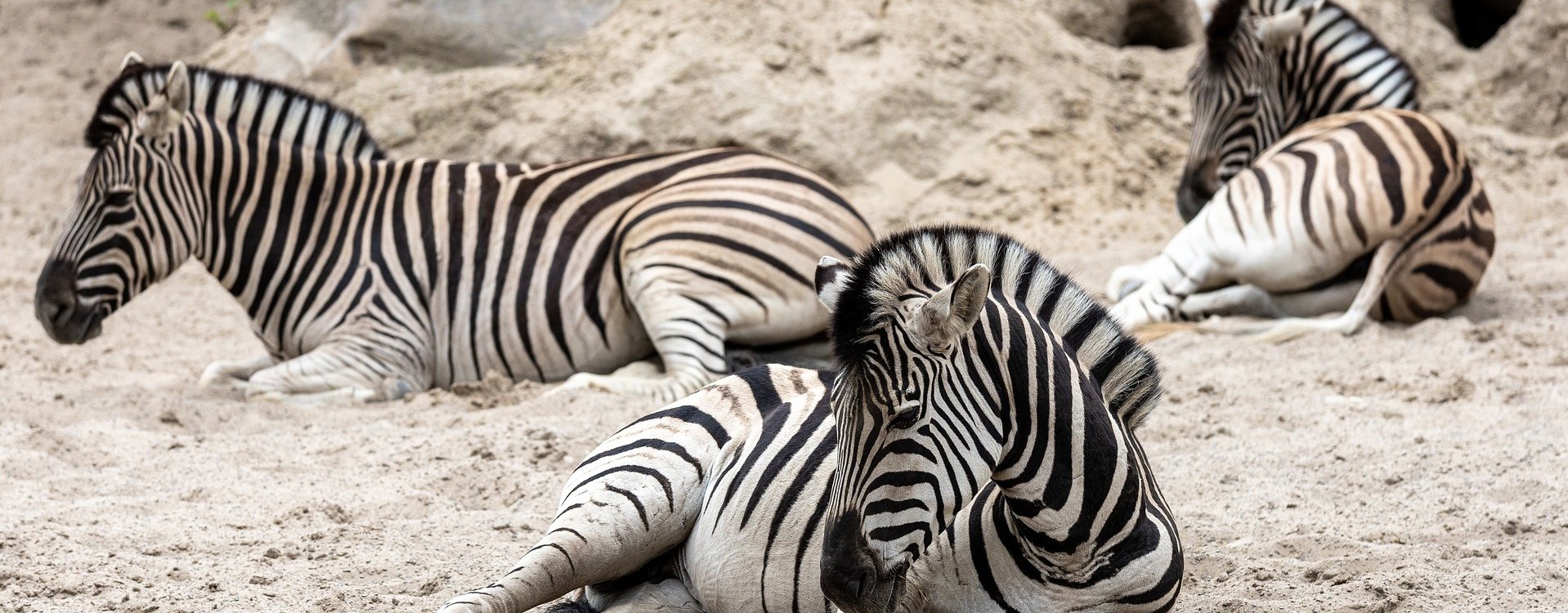 Zdjęcie przedstawia odpoczywające zebry